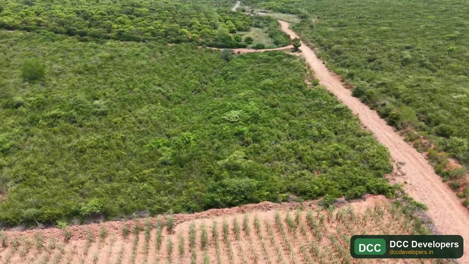Orchard rows and roads at DCC Emerald Estate