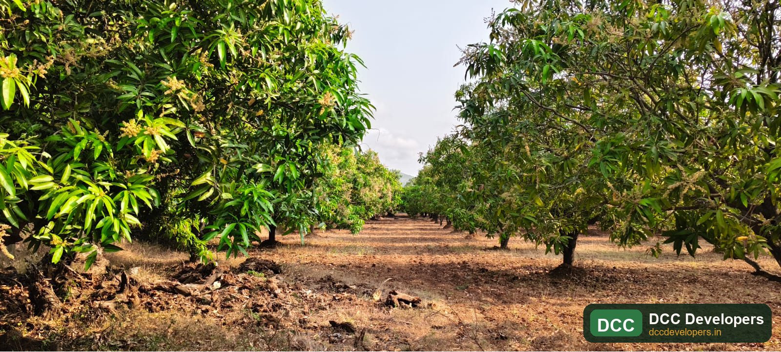 Rows of mango trees at DCC Golden Orchard estate