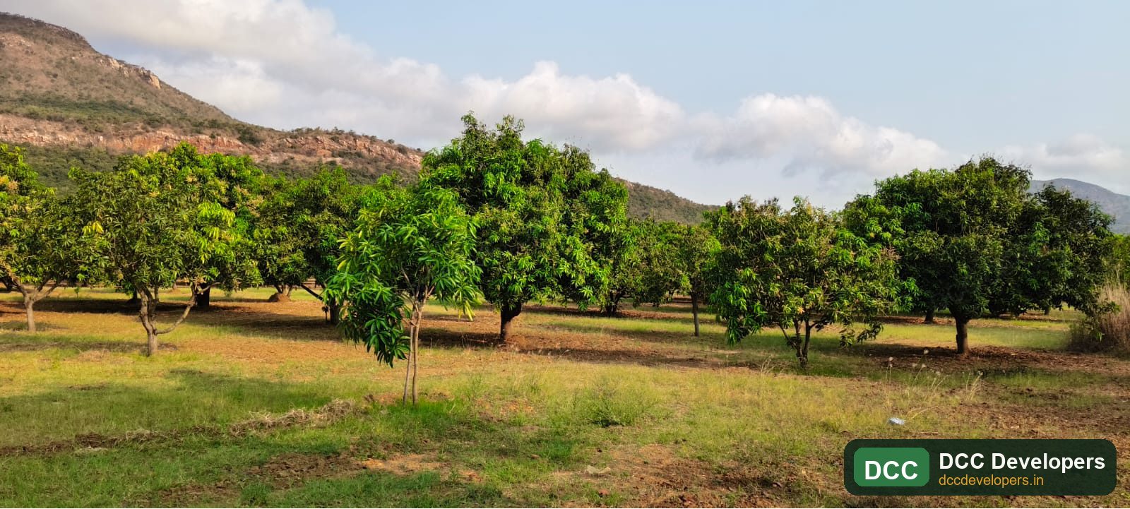 Lush mango plantation rows