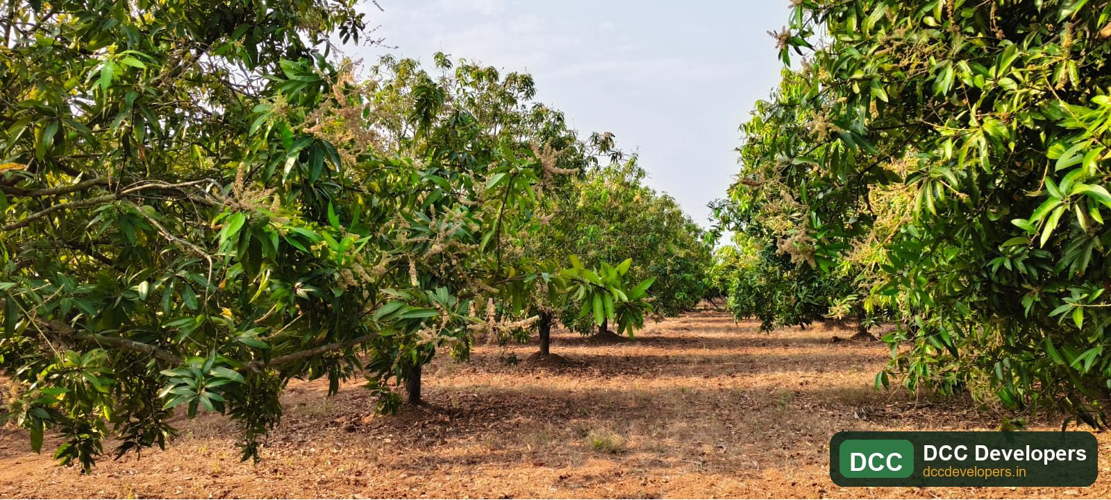 Green canopy and farmland soil at the estate