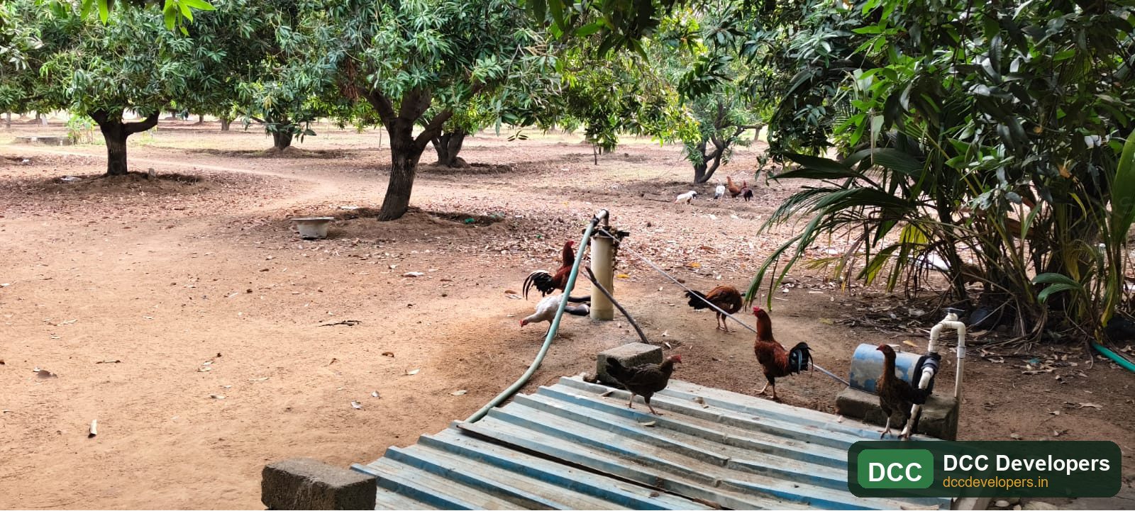 Panoramic view of the managed mango orchard