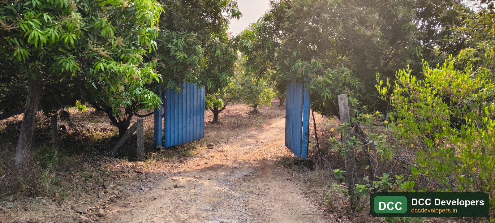 Farmland pathway lined with mango trees