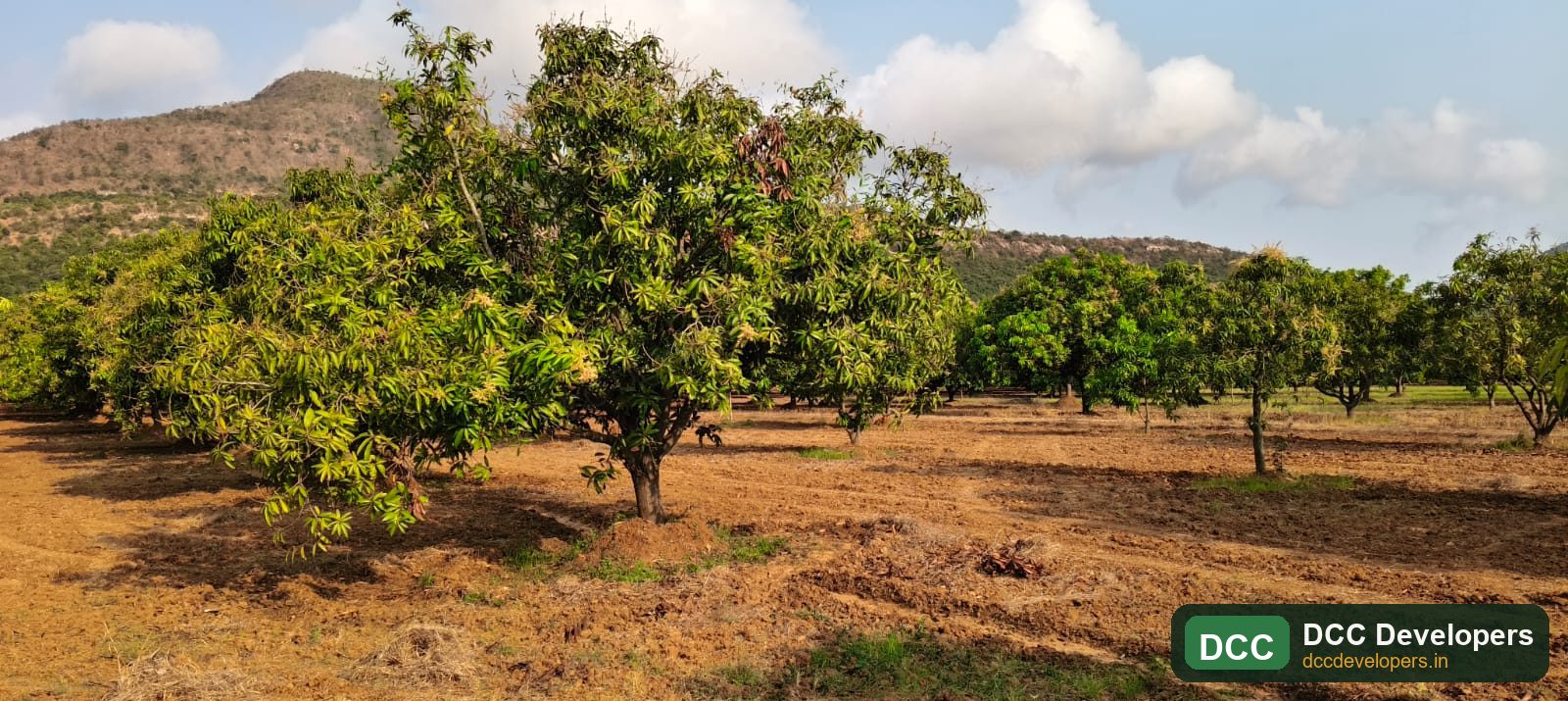 Healthy mango trees bearing fruit at the estate