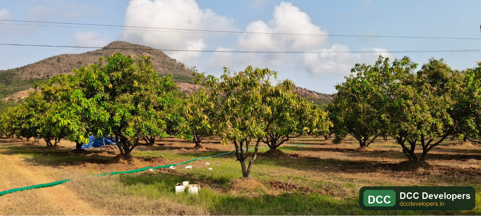 Sunlit orchard corridor at DCC Golden Orchard
