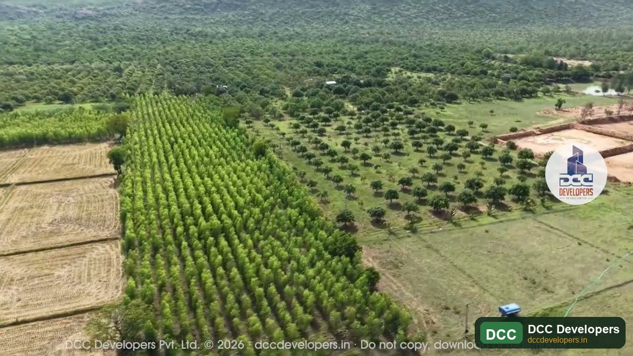DCC Golden Orchard — managed mango farmland estate